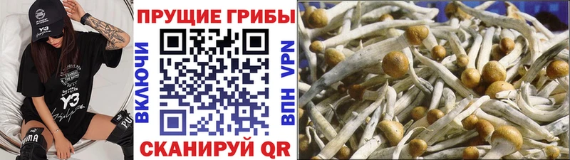 Псилоцибиновые грибы Cubensis  Грязи 