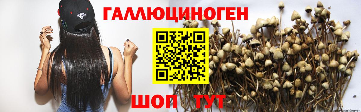 Грязи  Псилоцибиновые грибы Psilocybe  Вход с VPN 